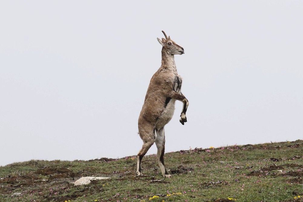 Фотография автора Leki Wangdi