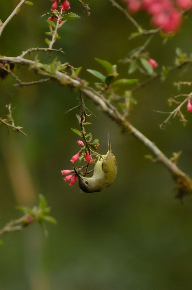 Photograph by Vivek Prasad