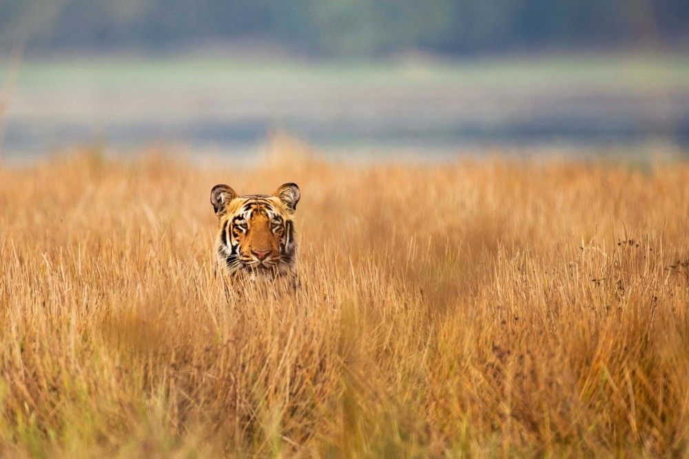 Photograph by Sathyan KM