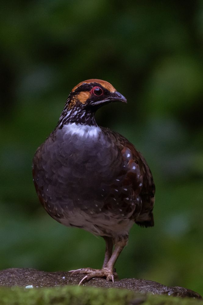 Photograph by Vivek Prasad