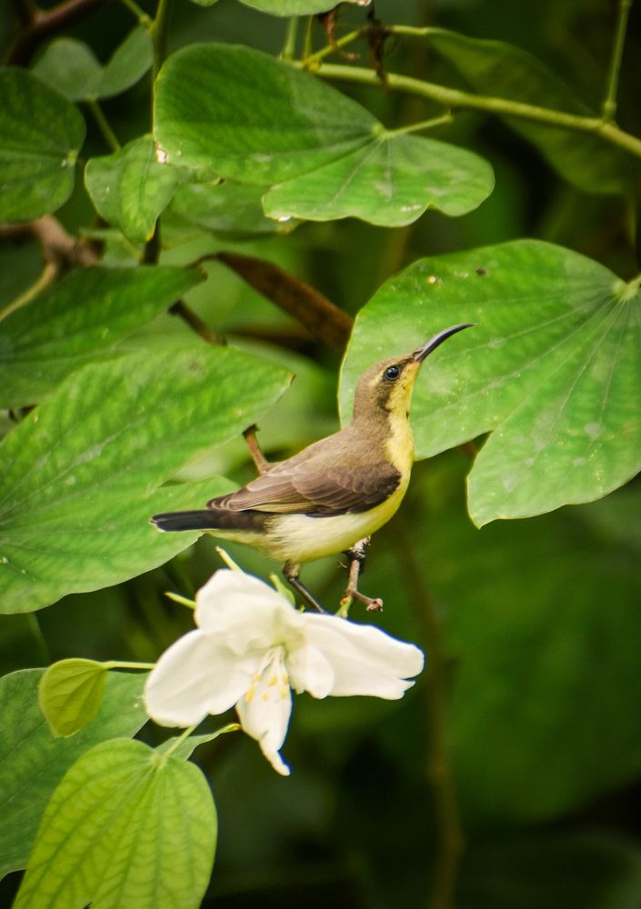 Photograph by Ankan De