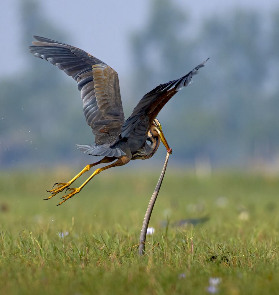 Фотография автора Arnab Biswas
