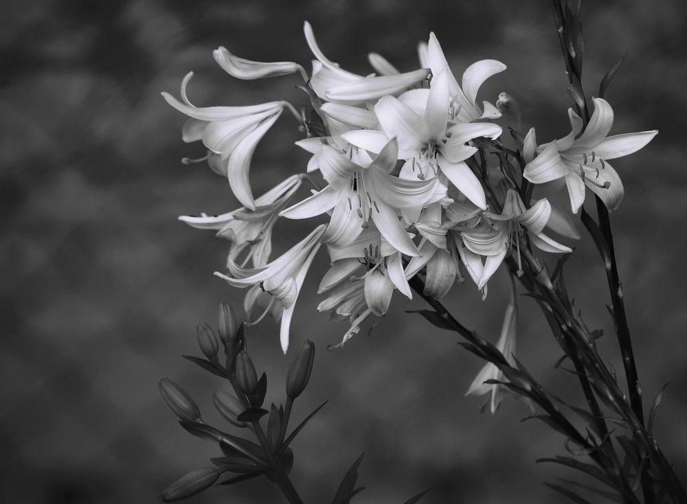 Photograph by Александра Иванова