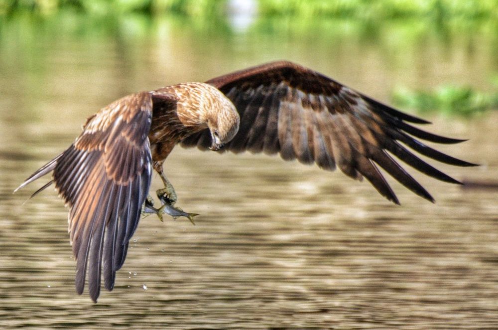 Photograph by Sooraj Rajan Sugandhamony