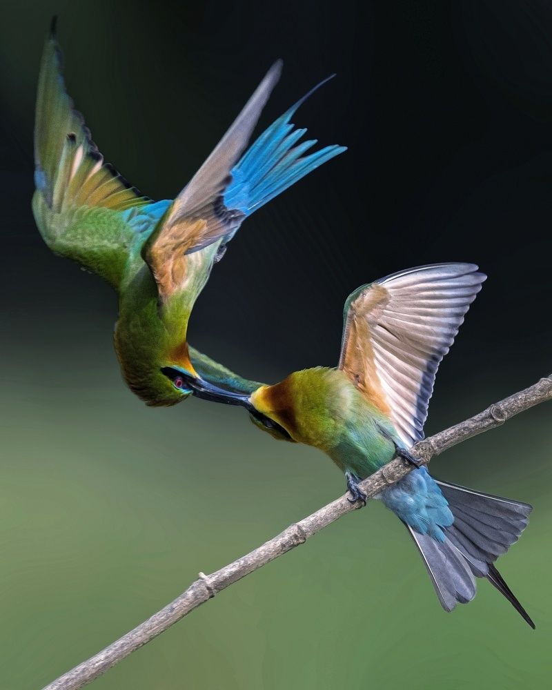 Blue tailed bee eaters fight