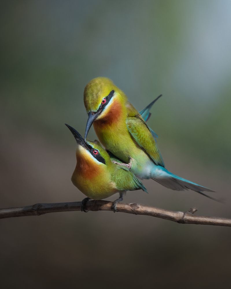 Blue-tailed bee-eater