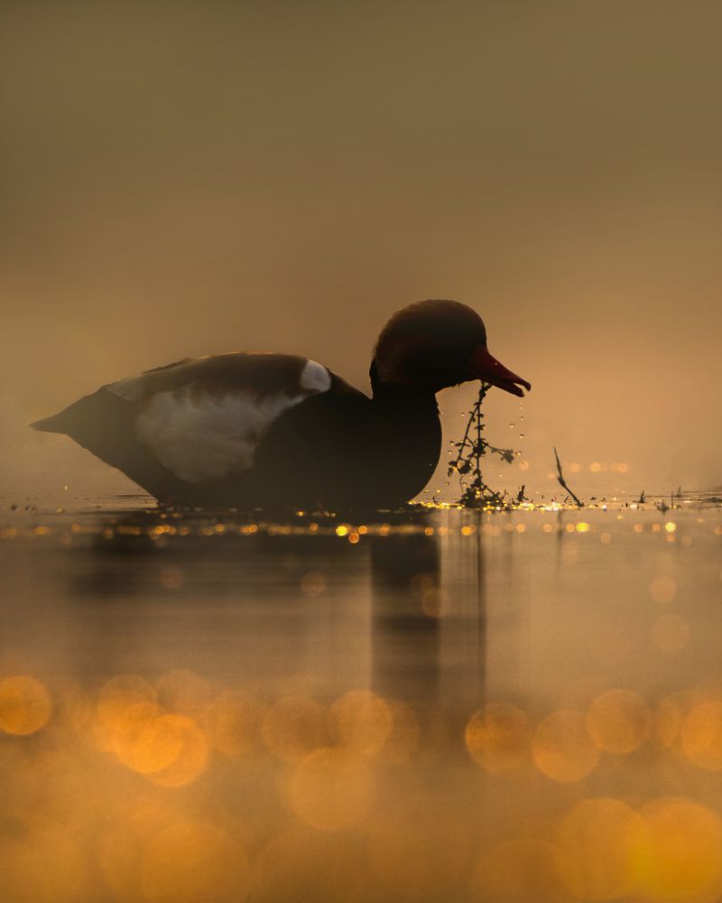 Red crested pochard in Foggy moring