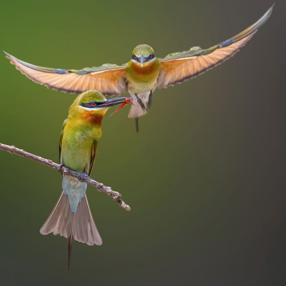 Blue tailed bee eaters