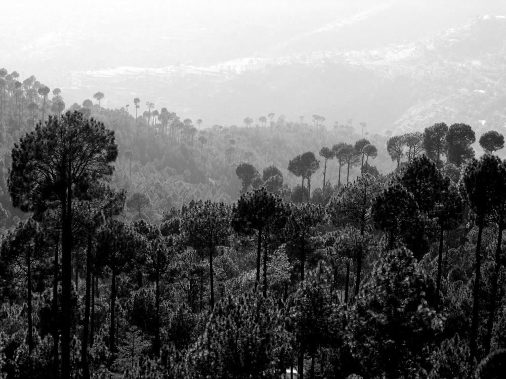 Фотография автора SYED AKBAR