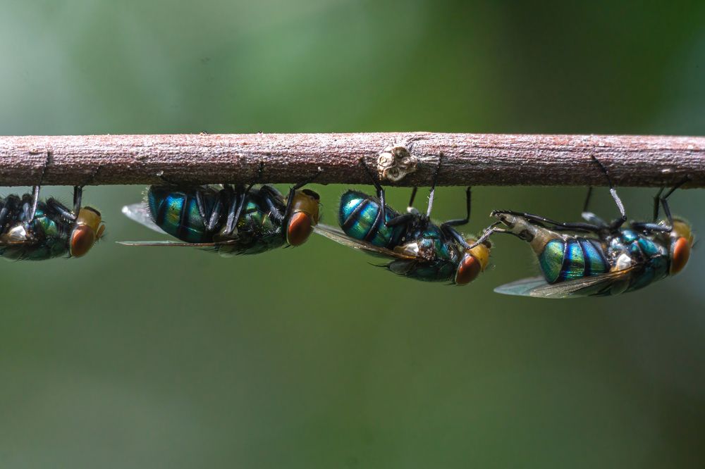 Photograph by Kushan Madushanka Sonnadara