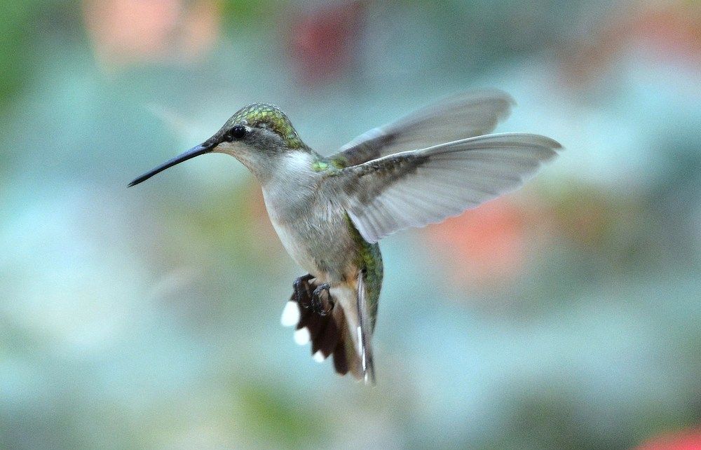 Фотография автора Barbara Bates