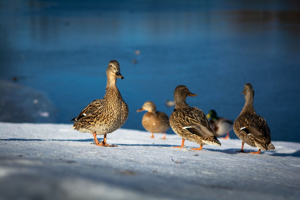 Фотография автора Aлена Хлопова