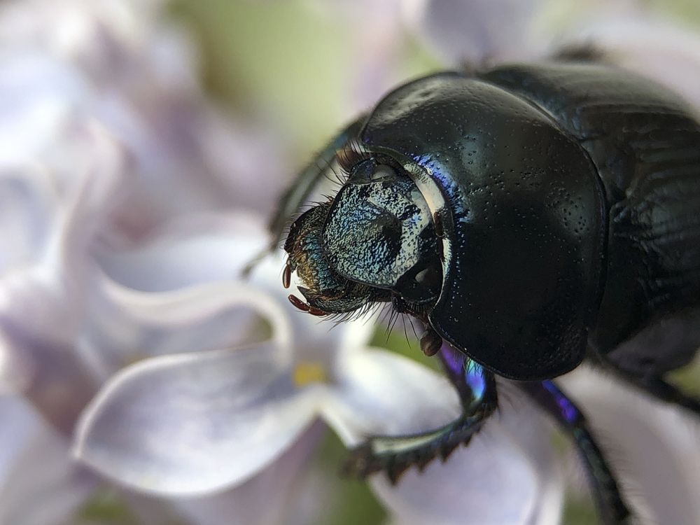 Сон на цветах