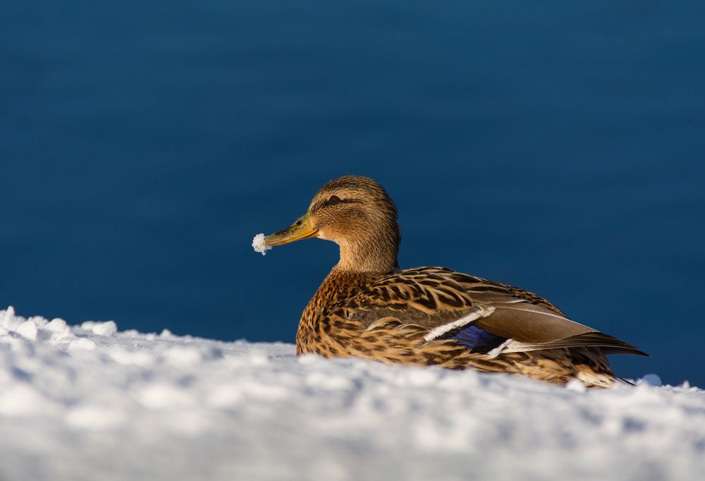 Фотография автора Aлена Хлопова