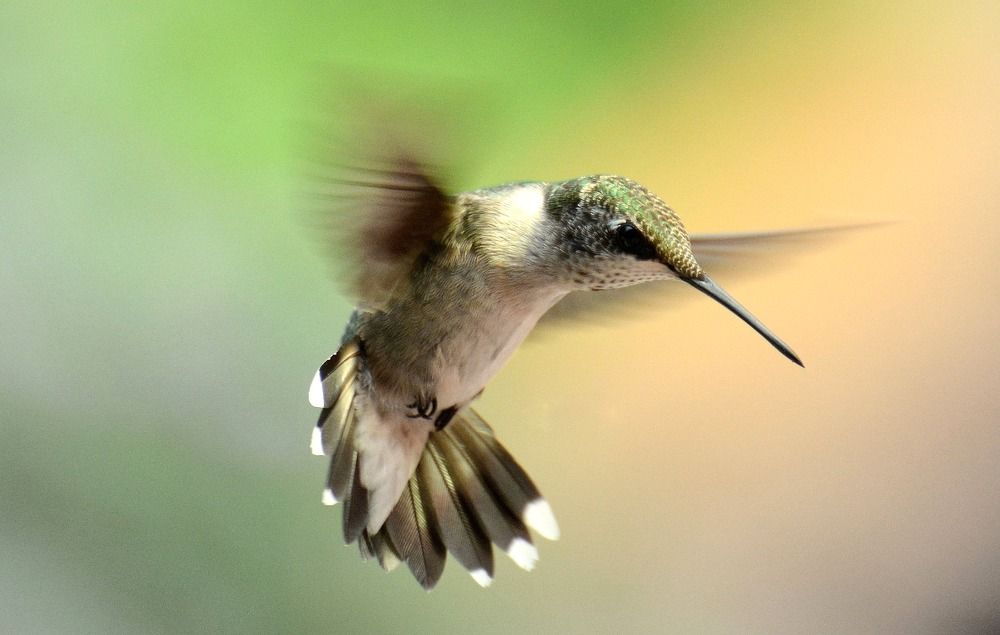 Фотография автора Barbara Bates