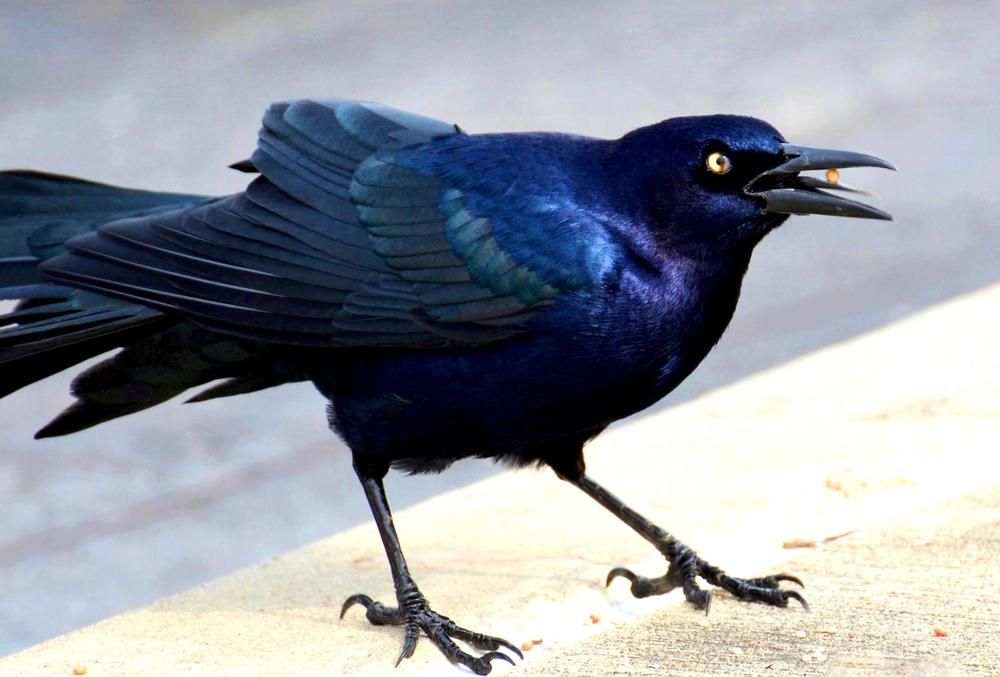 Фотография автора Barbara Bates