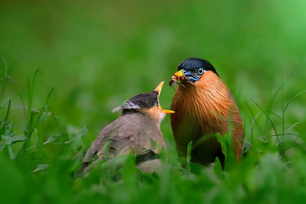 Photograph by Kayes Md Imrul