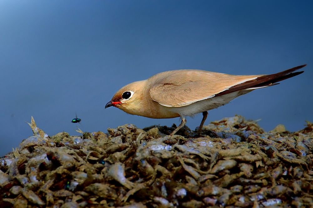 Photograph by Kayes Md Imrul