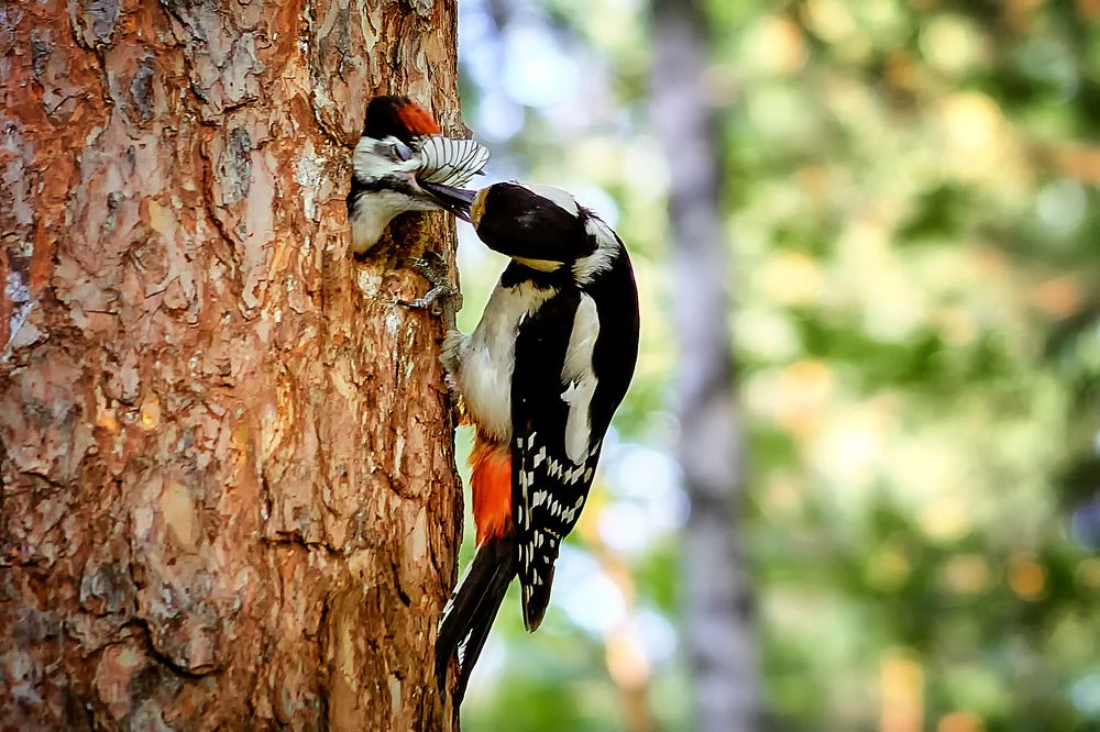 Photograph by Сергей Лисов