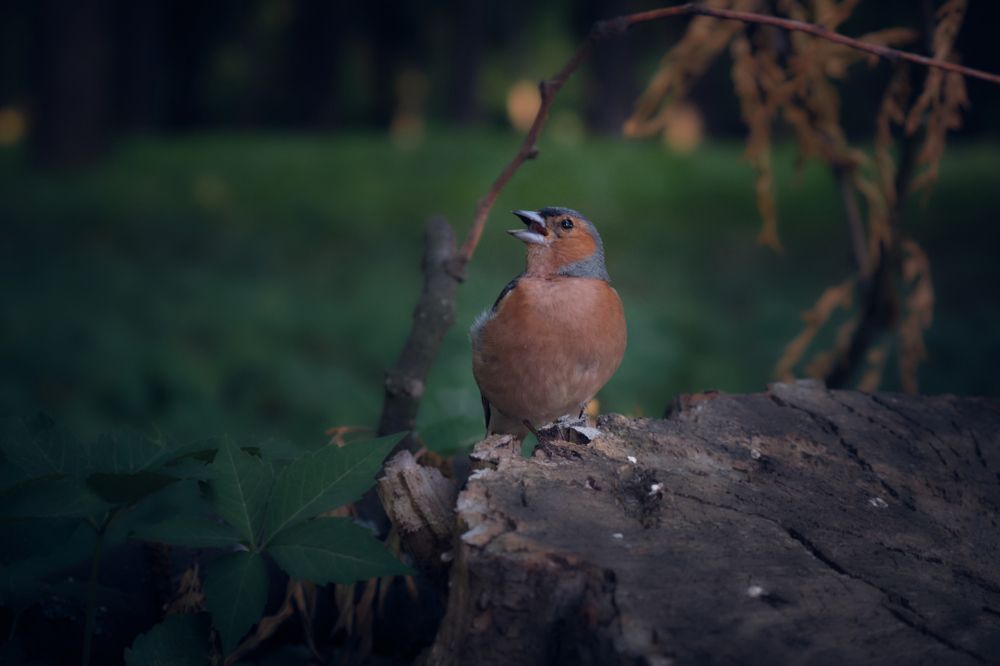 Photograph by Александр Серняк
