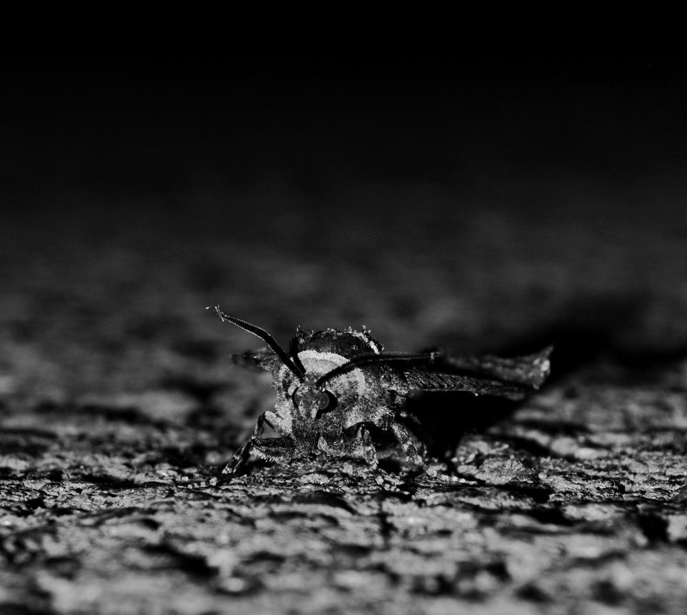 Photograph by Алексей Дмитриевич
