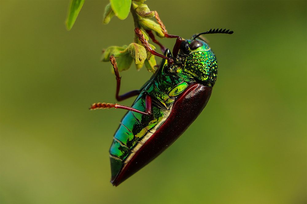 Swinging Jewel Beettle