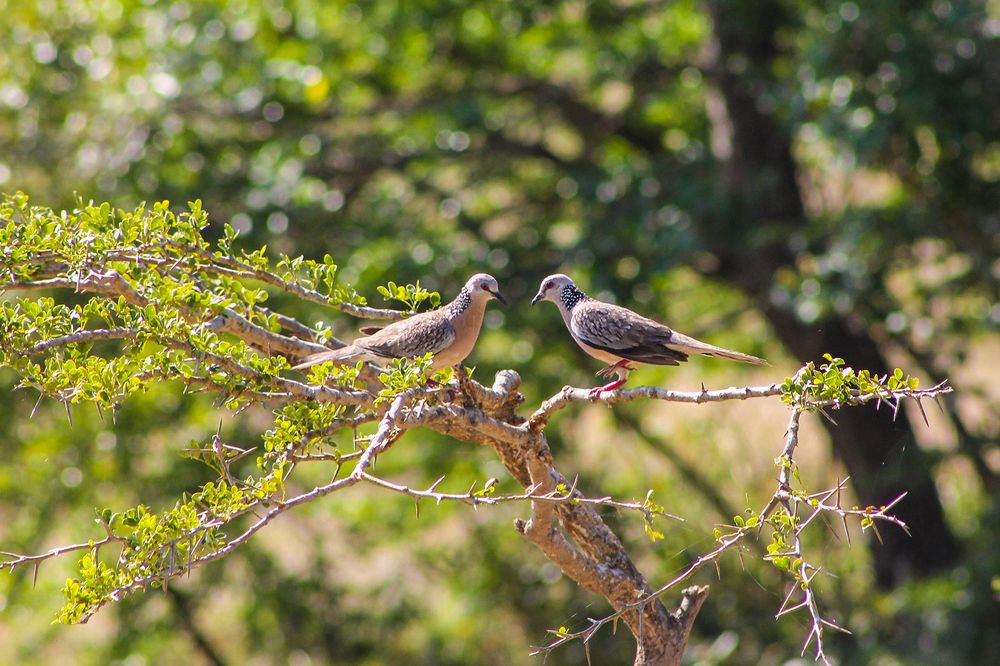 Photograph by Faris Amanullah