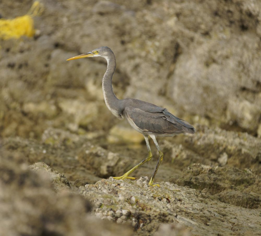 Photograph by Mutasim AL-Bulushi