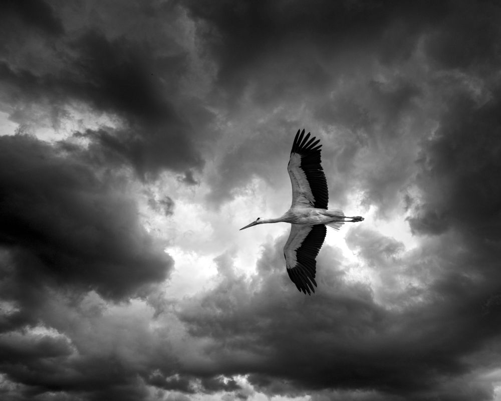 Photograph by Николай Савик