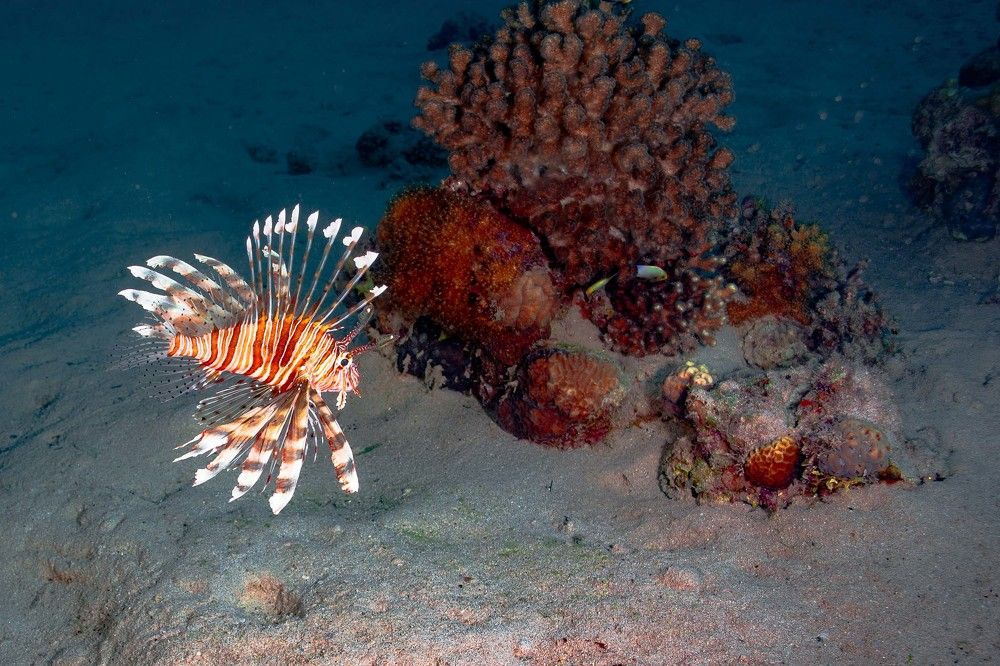 Photograph by Александр Гольдштейн