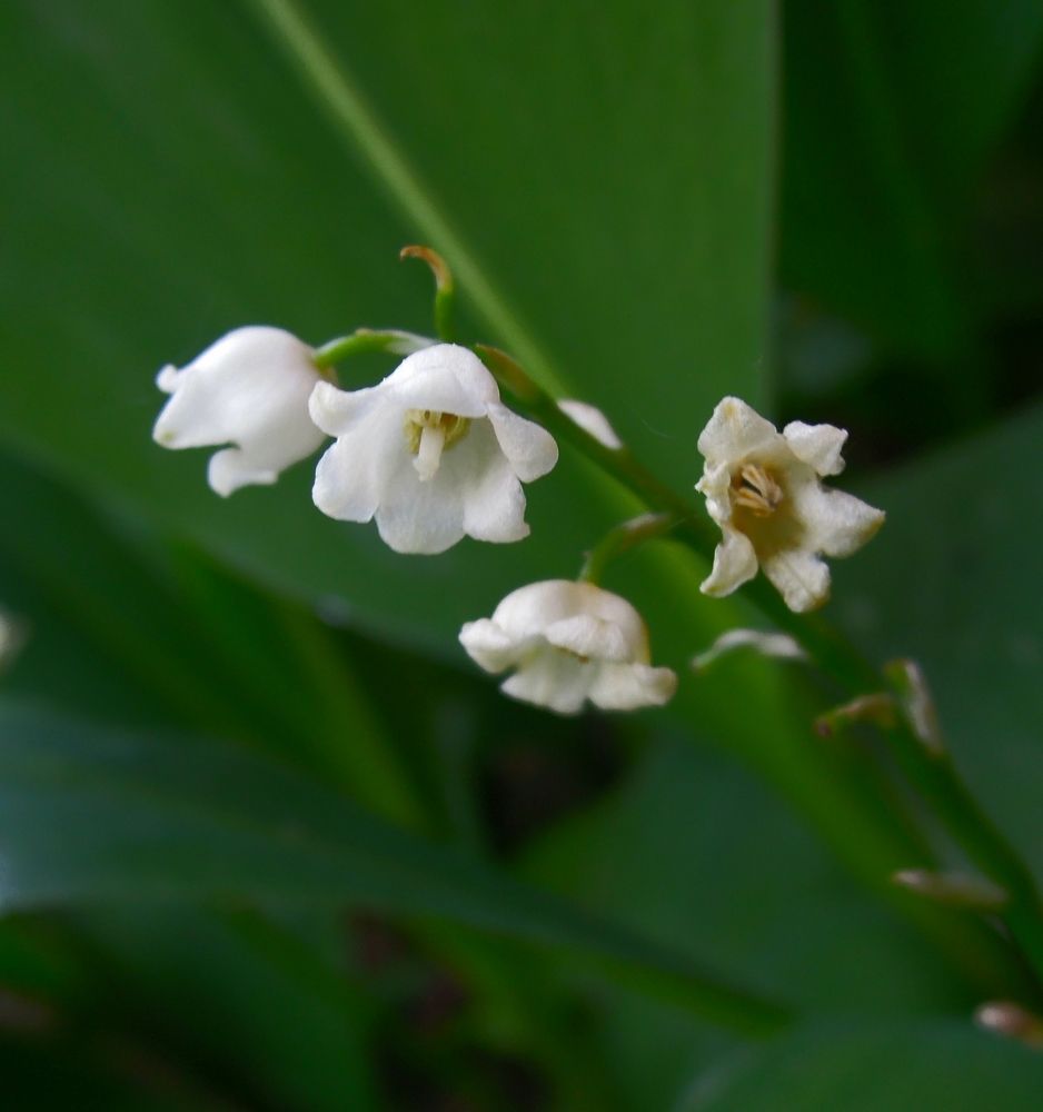 Photograph by Ольга