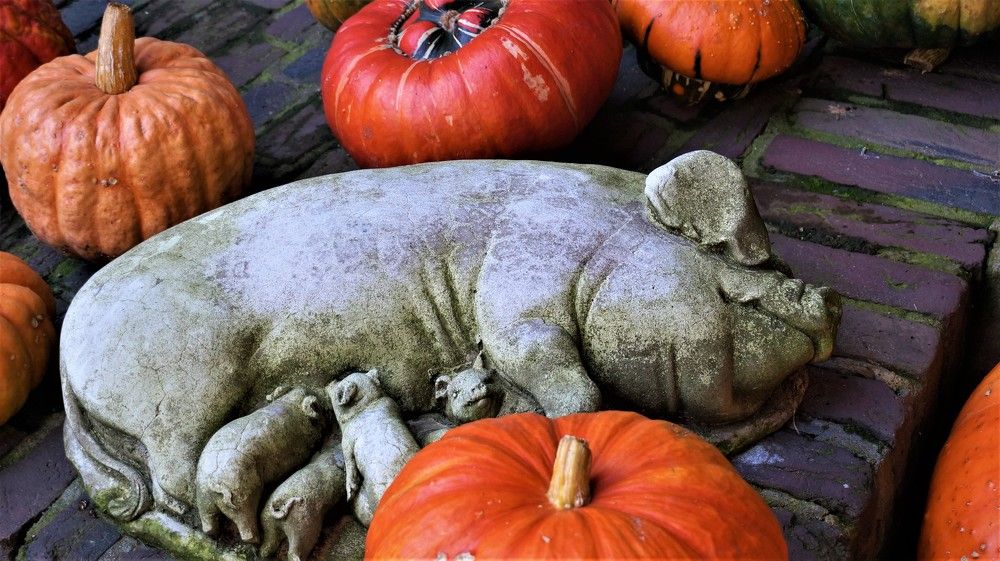 Натюрморт. Тыквы.