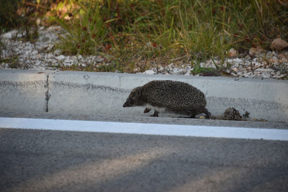 Каждый идет своей дорогой