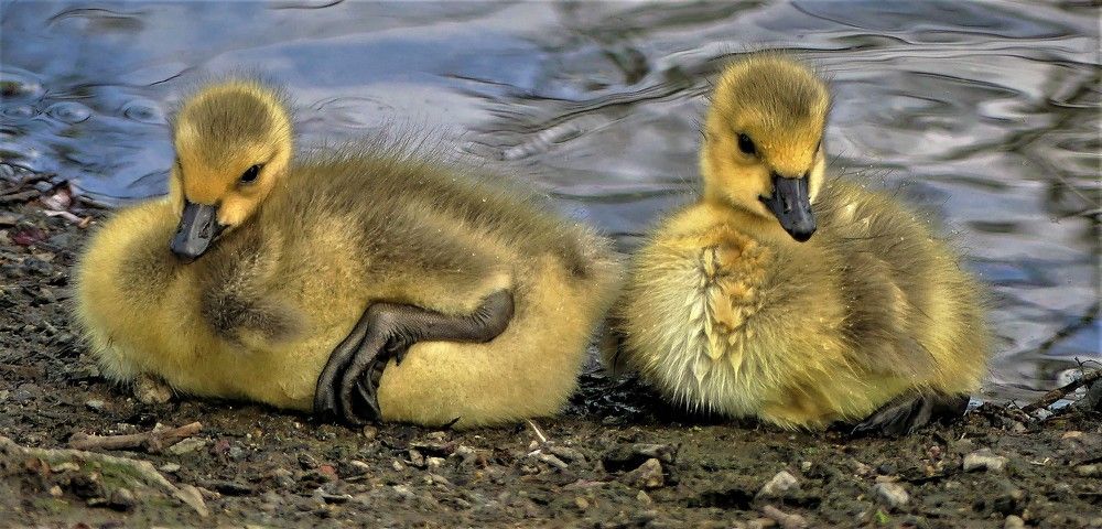 Начало жизни