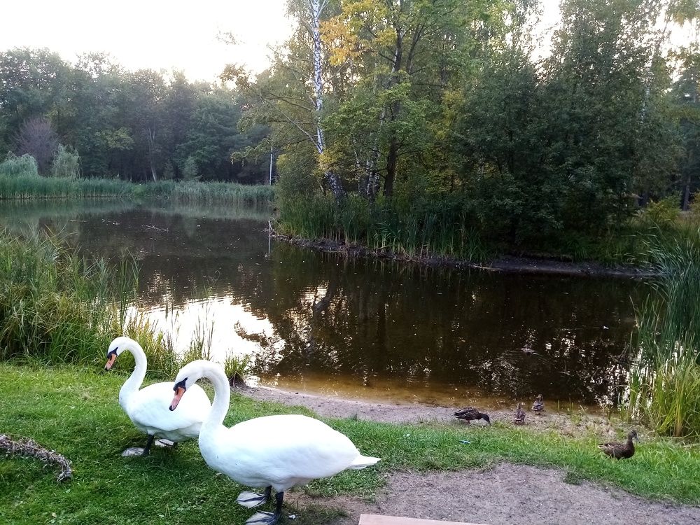 Photo #7707400