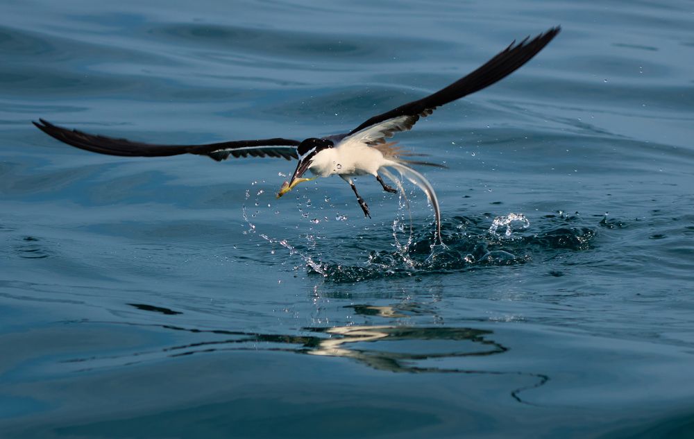 Фотография автора Maurice Leung