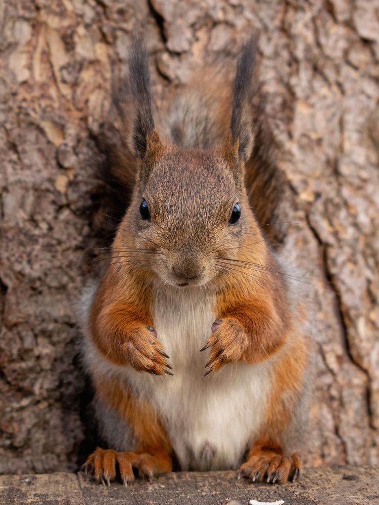 Портрет | Portrait