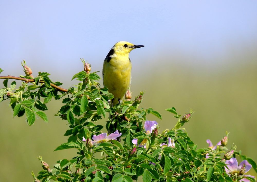 Photograph by Татьяна Калугина