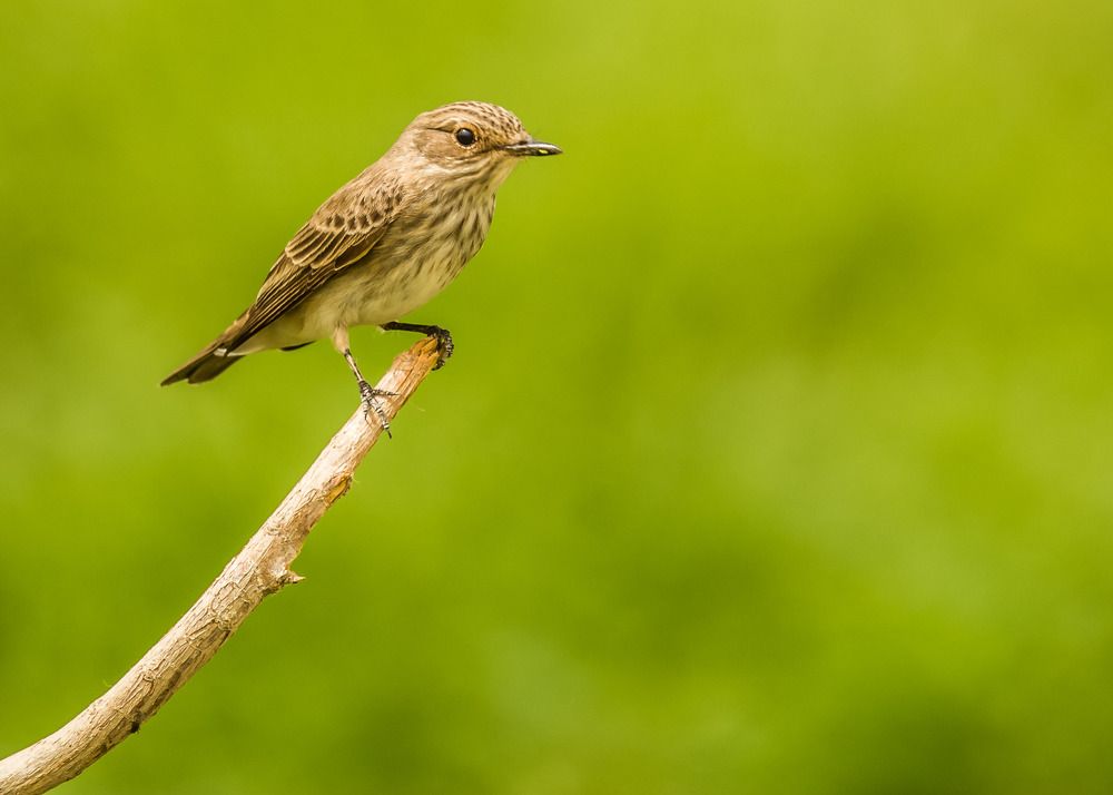 Photograph by KARTHI THANGAIAH