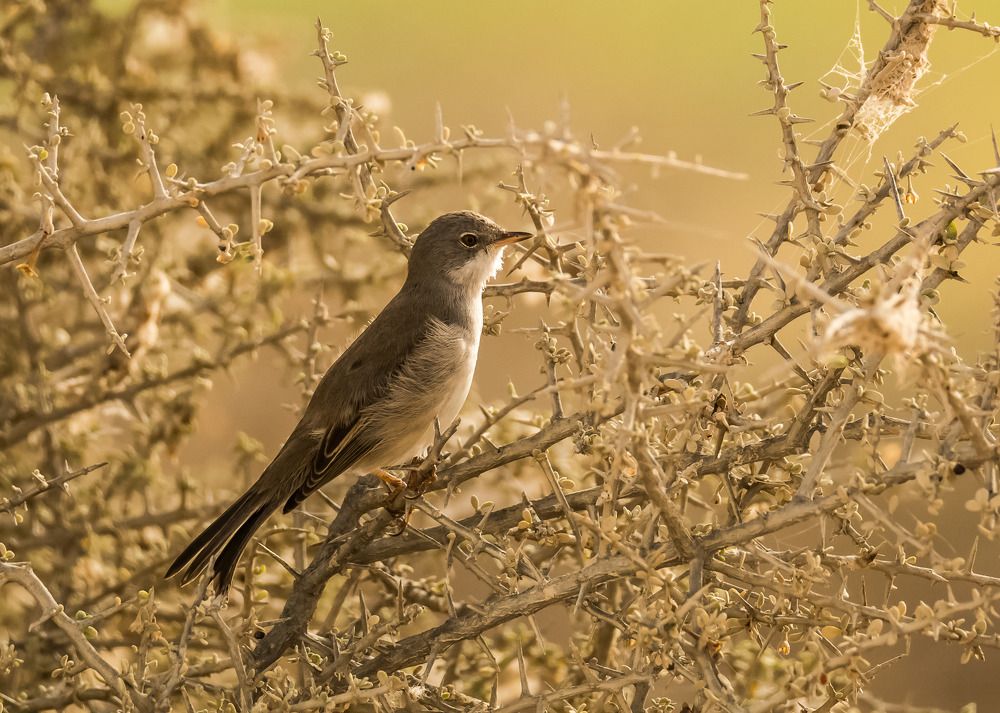 Photograph by KARTHI THANGAIAH