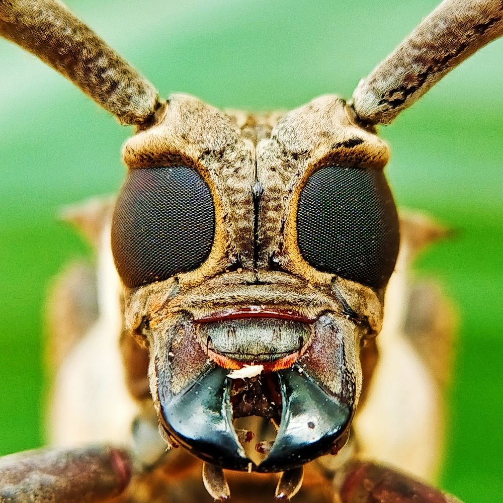 Photograph by SOUVIK MUDI