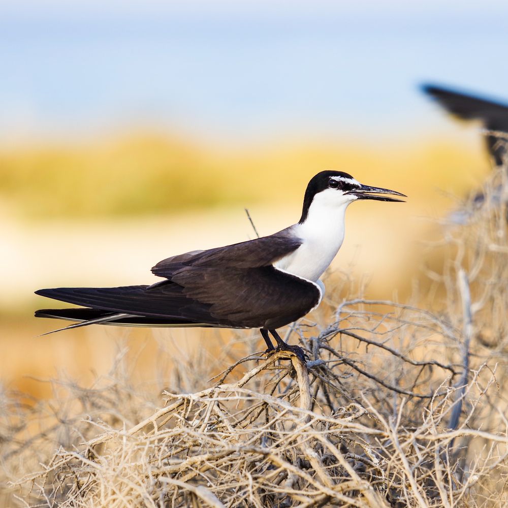 Photograph by Ahmad Alshawaf