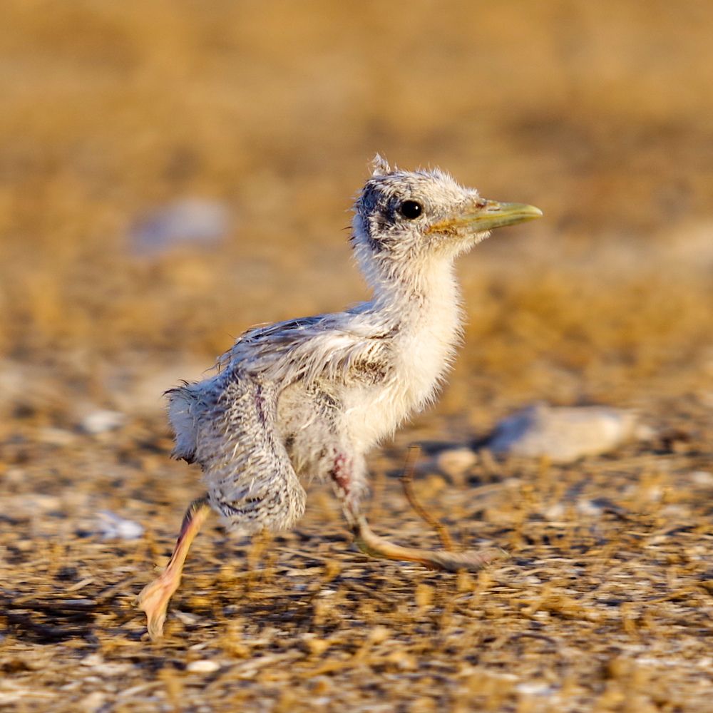 Photograph by Ahmad Alshawaf