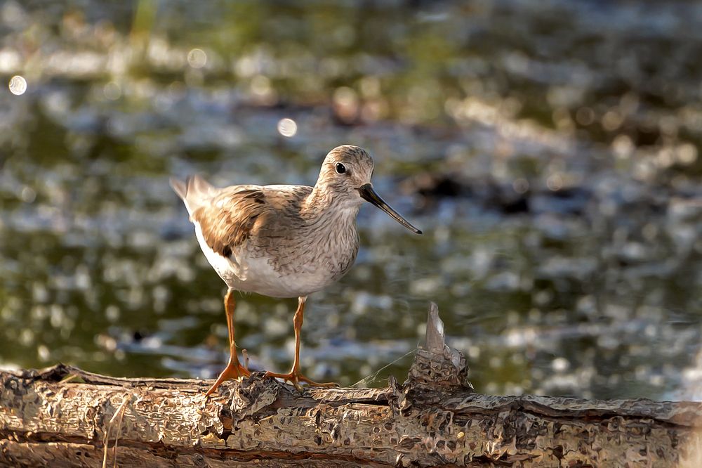 Photograph by Александр Шипиленко