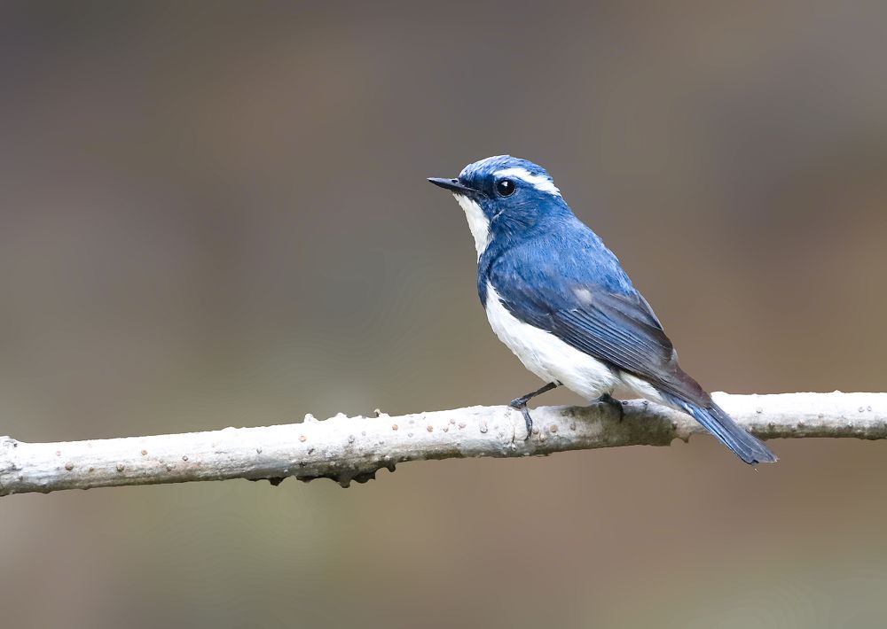 Photograph by prasenjit sinha