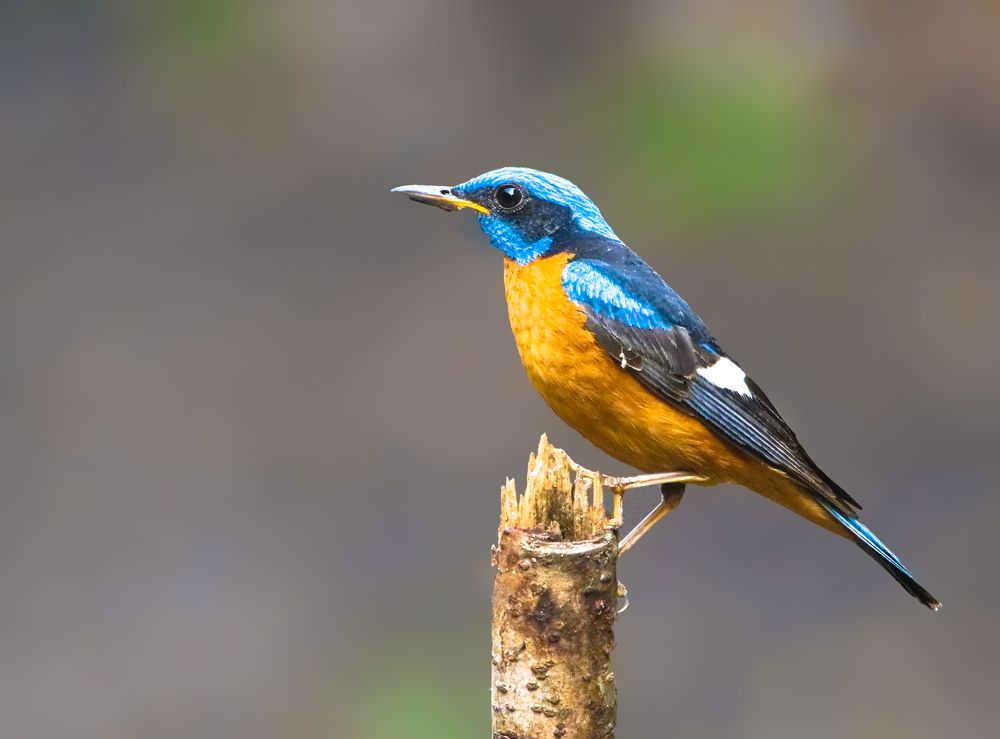 Blue Capped Rock Thrush