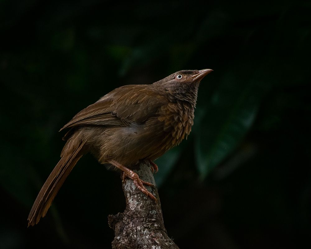 Photograph by Abdul Asif