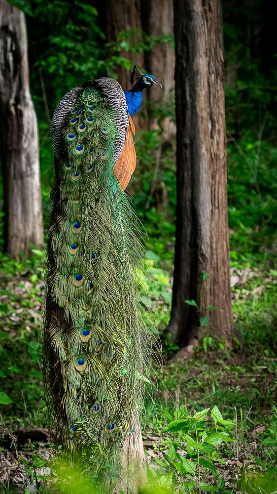 Photograph by Abdul Asif