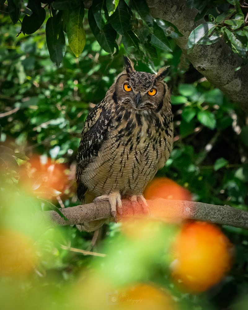 Photograph by Abdul Asif