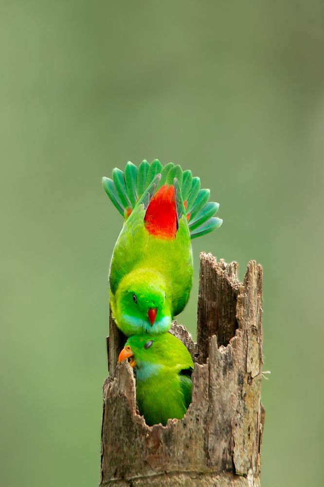 Vernal hanging parrot